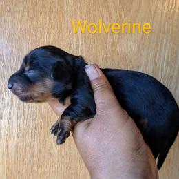 Dachshund and French Bulldog Puppies from Ferguson's Bulldogs