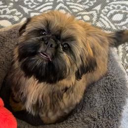 Chewy - Gold male Shih Tzu puppy in Port Orchard, Washington from Bayview Shih Tzu