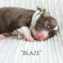 Blaze - Red tri-color female Miniature American Shepherd puppy in Verdi, Nevada from EverSummer Minis