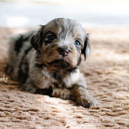 Sally - Merle female Schnoodle puppy in Grove, Oklahoma from Grand Lake Poodles & Doodles