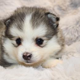 Drake - Silver and white male Pomsky puppy in Centerville, Iowa from LJ Kennels Pomskies, LLC