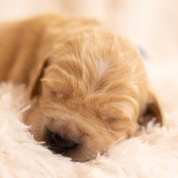 Mr Navy - Golden male Golden Retriever puppy in Hayward, California from East Bay Golden Retrievers