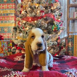 Peach - Red and white female Basset Hound puppy in Denison, Texas from Emma Lou's Baby Bassets