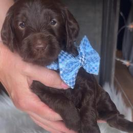 Danny - Chocolate male Goldendoodle puppy in Decatur, Texas from Scherrer Sweet Goldendoodles