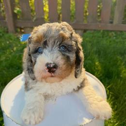 Legion - Merle male Bernedoodle puppy in Sherman, Illinois from Shirl Doodle Life