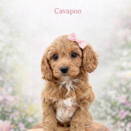 Bella - Red female Cavapoo puppy in Ormond Beach, Florida from Florida Coast Doodles