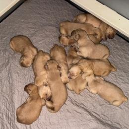 Girl 4 - Golden female Golden Retriever puppy in Albany, Georgia from Sassafras Goldens