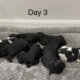 Baby Yoda - Parti male Poodle puppy in Tampa, Florida from Enjoy Life Poodles