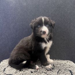 Sirius Black - Black & white male Australian Shepherd puppy in Smithfield, Utah from C&C Ranch