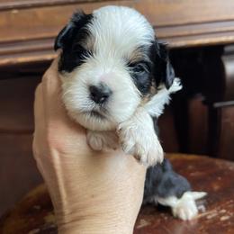 Yankee - Tri-color male Bernedoodle puppy in Superior, Arizona from Mountain Bridge Doodles
