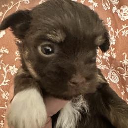 Girl 1 - Chocolate female Havanese puppy in Arizona from HavaDoggie