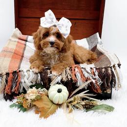 Lady - Red female Cavapoo puppy in North Carolina from NC Doodle Puppies