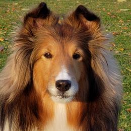 Shetland Sheepdogs from Jammin' Shelties