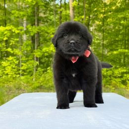 Millie OFA - Black female Newfoundland puppy in Falmouth, Michigan from Dyer Lake Newfoundland’s
