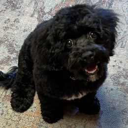 Cockapoos, Shihpoos, Shih Tzus, Shorkies, and Yorkipoos from Christina’s Puppy Utopia