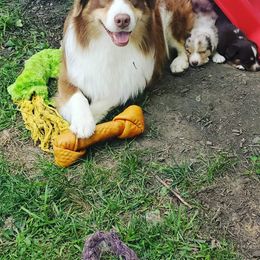 Australian Shepherd Puppies from Grand Ridge Australian Shepherds