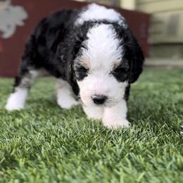 Bernedoodle Puppies from SoCal Bernedoodles