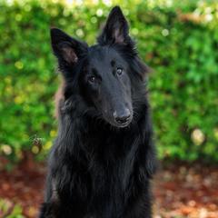 Shimmer - Belgian Sheepdog
