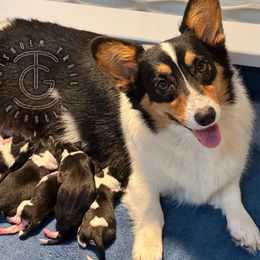 Amber - Black and white female American Corgi puppy in Hico, Texas from Chisholm Trail Kennels