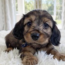 Beckley - Red male Dachshund puppy in Richmond, Virginia from Irresistible Dachshunds & Cavaliers