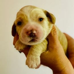 Cocker Spaniel Puppies from Cocker Spaniels