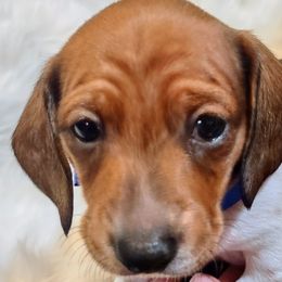 Dachshund Puppies from Denver Franks