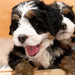 Bernedoodle, Goldendoodle, and Poodle Puppies from Teddy Doodles & Standard Poodles