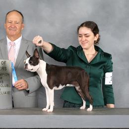 Octavia - Boston Terrier