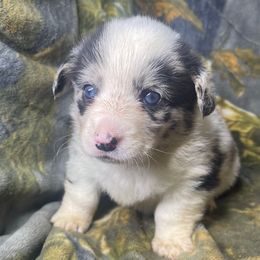Oogie Boogie - Blue merle and white male American Corgi puppy in Grants Pass, Oregon from KnR Antler Dogs