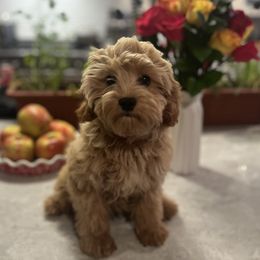 June - female Cavapoochon puppy in Fairmont, West Virginia from Manoka's Honeybee
