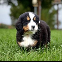 Willow 2 - Black rust and white female Bernese Mountain Dog puppy in Stone Creek, Ohio from Highland Meadows