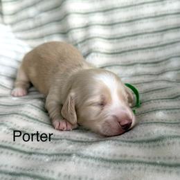Porter - Cream male Dachshund puppy in Janesville, California from Elysian Creek Doxies