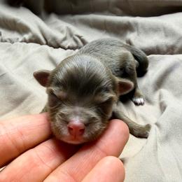 Boy 1 - Red tri male Miniature Australian Shepherd puppy in Olean, New York from Windy River Mini Aussie