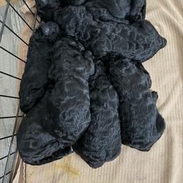 Goldendoodle Puppies from Yabba Dabba Doodles