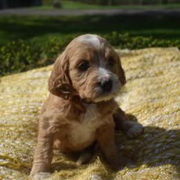 Aussiedoodle and Goldendoodle Puppies from Classic City Doodles