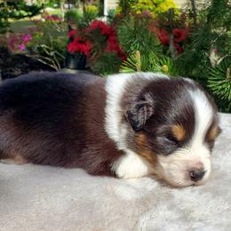 Bennett - Black tri-color male Australian Shepherd puppy in Olympia, Washington from Echelon Australian Shepherds