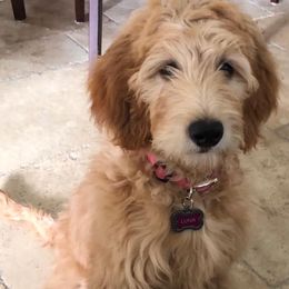 Goldendoodles from Doodle Creek Farm