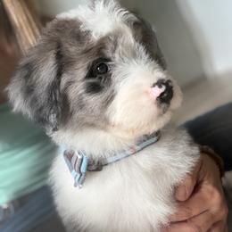 Boy 3 - White and blue merle male Bordoodle puppy in Shelton, Washington from Prophecy Kennels