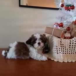 Shih Tzu Puppies from Tiny Bubbles Shih Tzus