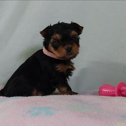Dawn - Black and tan female Yorkshire Terrier puppy in Grand Terrace, California from CLC SOUTHERN YORKIES