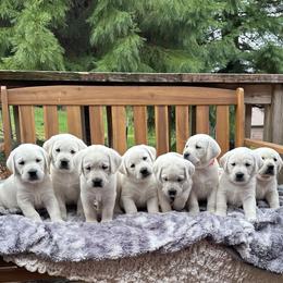 Black collar - Yellow male Labrador Retriever puppy in Mossyrock, Washington from White River Labradors