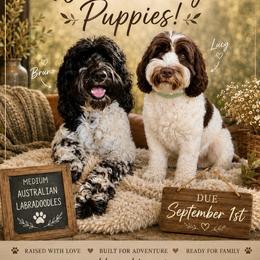 Australian Labradoodle puppies from Hope Lane Kennels