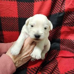 Male - White male Miniature Schnauzer puppy in Boaz, Alabama from Sweet Home Schnauzers