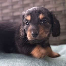 Willow - Black and tan female Dachshund puppy in Salem, Oregon from Longdox Mini Dachshunds