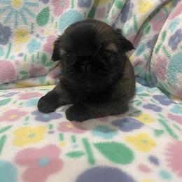 Bella - Fawn female Pekingese puppy in Rochester Hills, Michigan from Dreamers Pekingese