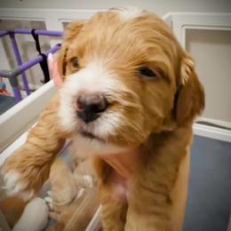 Casanova - Red  male Goldendoodle puppy in Bradenton, Florida from Christianna’s Mini Goldendoodles
