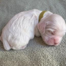 Robin - Red and white male Cocker Spaniel puppy in Delphi, Indiana from Benchmark Cockers