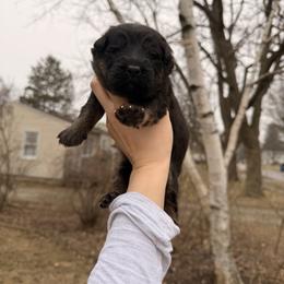 Happy - Bi-color male German Shepherd puppy in Perrysburg, Ohio from Fancy GSDs
