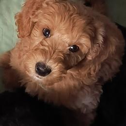 Australian Cobberdog Puppies from Lively Acres Cobberdogs