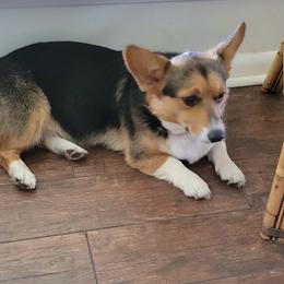 Skyler - Pembroke Welsh Corgi